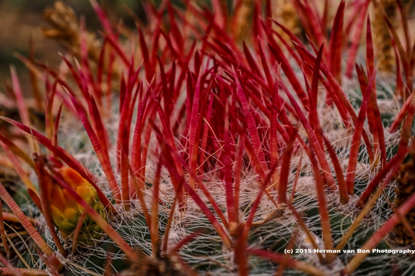 prickly-evening-red