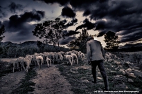 herding-sheep